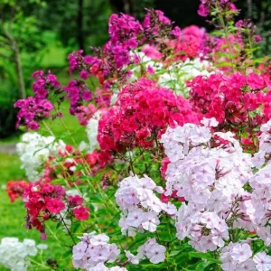 Seminte de plante Phlox - Brumarea mix, 0.5 grame, Opal